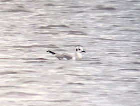 Bonaparte's Gull - Swithland Reservoir, Leicestershire