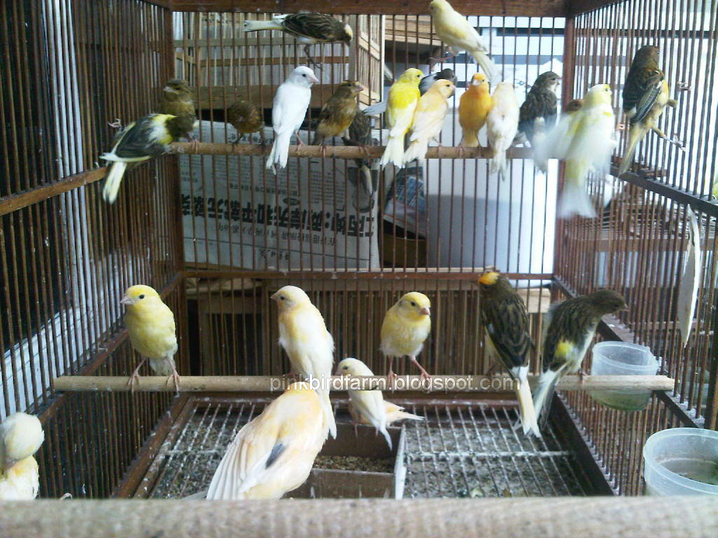 KENARI ANAKAN  PINK BIRD FARM