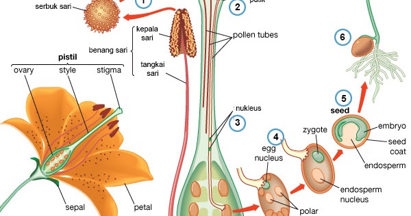  MATERI  REPRODUKSI PADA TUMBUHAN  DAN  HEWAN  KZ INNOVATION