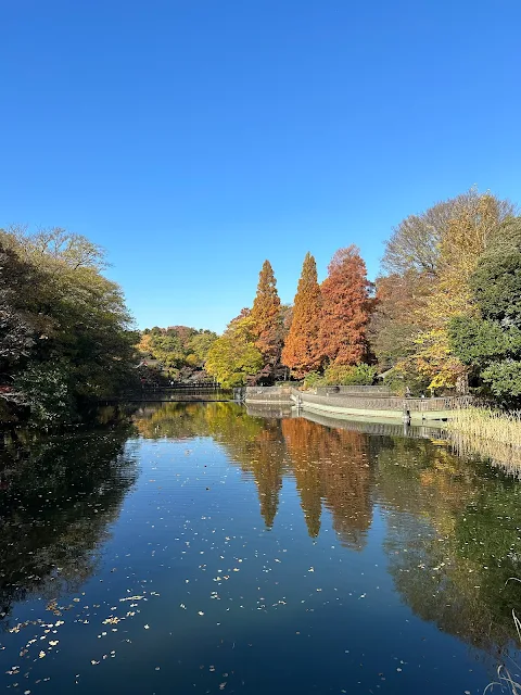 井の頭公園の紅葉2023