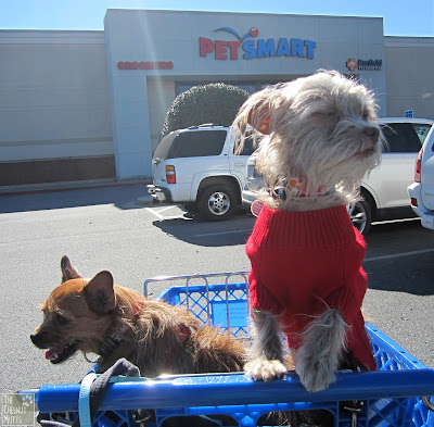 Jada and Bailey in front of PetSmart