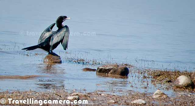   In my previous post of this series, started talking about some of the good birding spots in and around Delhi. We have already spoken about Okhla Bird Sanctuary, Surajpur Bird Sanctuary, and Sultanpur Bird Sanctuary. This time we will head inside the city as well as explore some spots that are a few hours removed from Delhi, but still can be covered in a day or over a weekend.       Keoladeo National Park (Bharatpur Bird Sanctuary) Bharatpur bird Sanctuary definitely is one of the best places to go birding near Delhi. To make your trip most effectice, plan for at least two days, else it would get too tiring. You would also see birds in your hotel or resort so make sure you set time aside to just relax and soak it all in.       Let's first see some distance approximations from nearby cities:     Delhi and Bharatpur – 190 km (National Capital of India)  Agra and Bharatpur – 50+ km (the place where taj Mahal is)  Mathura and Bharatpur – 30+ km (An important place for Hindus. There are lot fo temples in this town)  Jaipur and Bharatpur – 170+ km (Jaipur is capital city of Rajasthan state of India)      Luxury trains like Palace of Wheels also cover Bharatpur National Park and if you opt for such option, there is no need to read this post any further because they take care of everything. Nearby airports around Bharatpur are Delhi and Jaipur and there is a railway station in Bharatpur.       Broadly we can divide whole year into 3 seasons of North India - Winters (Oct-Mar), Summers (April-June), Monsoons (July-Sept).       Monsoon is worst season to visit Bharatpur National Park because of high bushes all around and if it's raining, birds would be under their identified shelters. So bird sightings are far less in rainy season.      Summer is a good time but you only find resident birds around and walking in summers of Rajasthan is a pretty big challenge but that can be easily resolved by hiring a cycle or cycle-rickshaw.      Winter becomes the best because of various reasons - migratory birds visit the park so you see more than the resident birds of Bharatpur. Even though, resident birds in themselves are a treat to watch. Also walking around in winters is much better than any other season in Bharatpur. Apart from that winter light is just perfect for photography, especially Nov-feb months are pretty good.       Keoladeo National park has Indian Darter, Indian Sarus crane, heron, cormorants, storks, migrant ducks, common teal, gadwall, shoveler, knob-billed duck, Indian shag, white spoonbill, green sandpiper, common sandpiper, oriental ibis, babblers, bee-eaters, buntings, guails, warblers, osprey, short-toed eagle, greater spotted eagle, crested serpent eagle, sea eagle and lot more. On the whole there are 300+ which are hard to list. Also, Parrots of Bharatpur are very friendly and pose you very well. We attributed their friendliness to the fact that no one was really paying much attention to them.        Apart from birds one can also see Nilgai, chital deer, white sambar, Indian porcupine, small Indian mongoose, jungle cat, fishing ca etc. You certainly see cows inside the park. And we have also heard that Hyenas and Jackals can be seen inside the park, but we did not see these during our trip.       It is not rare to see snakes, turtles, lizards, frogs and other species near the water bodies of Bharatpur National Park, and especially in monsoons, which is probably worst season to visit Bharatpur. During summer, you will also see several species of butterflies.      Lodhi Gardens While the boards at Lodhi Garden list a handful of bird species, I am sure there are more than those around. For example, I find it hard to believe that the omnipresent Brown-headed Barbets and Coppersmith Barbets haven't discovered this green haven yet. And I am pretty sure there are more than two species of starlings here - the board only mentions Common Mynah and Brahminy Starling.    The best thing about Lodhi Gardens is that it is bang in the middle of the city and yet once you are inside, you feel as if you are removed from the myriad city noises - traffic, industry etc. This is where you can find people doing what they like to do - in the morning there are various exercise groups, photographers, people who are playing Frisbee with there families. It is an improbable place in many regards. And then you are surrounded by tall, domed, medieval monuments and several decades-old trees.     So it isn't surprising that you also hear several bird sounds and then you spot them too. Just writing about this makes me want to go back to Lodhi Gardens, which I can't because of the lockdown.     The tamed geese in Lodhi Gardens are friendly enough when they feel like it, however, if they take a disliking to you, you will find them pecking on your feet to drive you away. Ducks are a little anti-social and prefer to hang out away from the human population.    Cormorants, Egrets, Parakeets, and Bee-eaters are a common sight and Koels and Papeehas are a common sound. If you are lucky you will also spot the Indian Grey Hornbill and one of the two city barbets. Apart from that you will also find butterflies and squirrels and various types of fish too.     Lodhi Garden is a nice place to visit if you want to photograph city birds. The best time to visit is the evenings and early mornings in summer and pretty much the entire day in winter.     Other spots that we are yet to check out  There are several other spots in Delhi that we have been planning to visit but haven't been able to get there yet. These are Yamuna Biodiversity Park, Sundar Nursery, and Sanjay Van. Of these I am sure that Yamuna Biodiversity Park would host several migratory birds during winter, and Sundar Nursery and Sanjay Van would be good places to spot smaller songbirds.     Actually, we are desperate for this lockdown to get over so that we can head out with our camera. While we are hearing birdsongs near our home now, but its been a while since we really saw any new birds. Anyway, as soon as we are past the Covid-19 pandemic, we'll be back in action and visit these birding havens.  