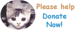 Hugs for Homeless Animals