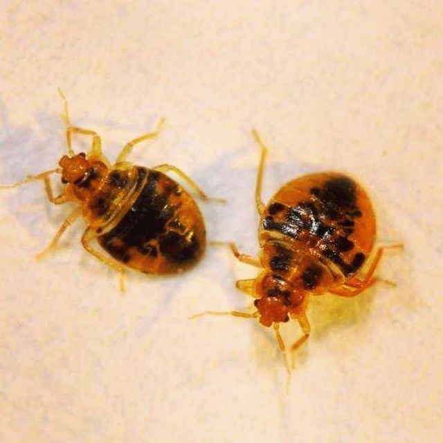 bedbug photo actual size