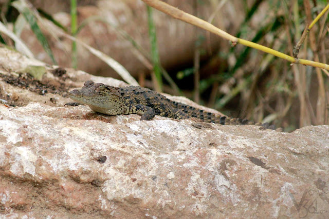 Baby Crocodile