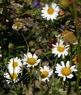 daisy  plants