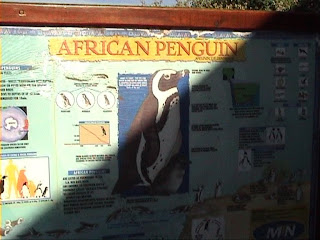 African penguin sign, Boulders beach, south africa