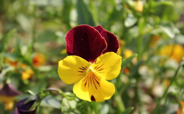 Pansy Flowers Pictures