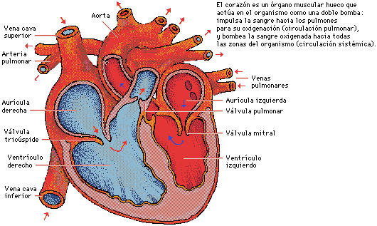 partes del corazon. partes del corazon.