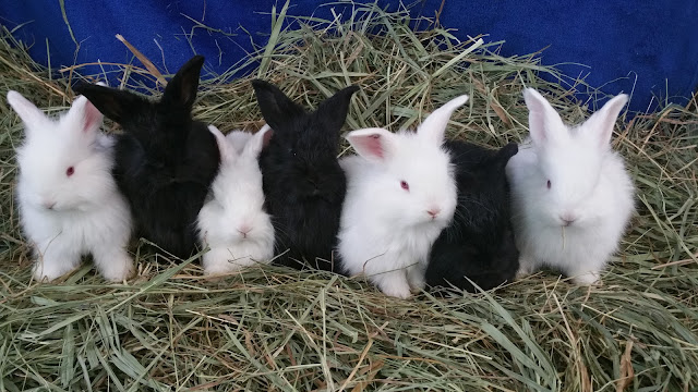 Giant Angora Rabbit