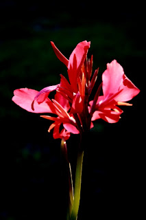 Flower Backlit by the Sun