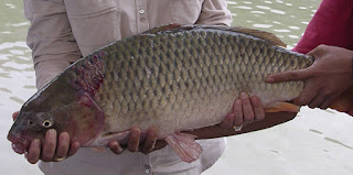  Memancing yaitu satu diantara hal yang mengasyikkan serta mengasikan untuk dikerjakan sa Inilah Jenis Umpan Paling Jitu Untuk Memancing Ikan Mas di Air Coklat Keruh