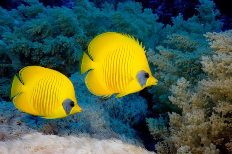  Gambar Ikan Laut  Hias Berwarna Kuning Cerah Sosboks 