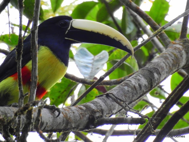 JOIAS DA NOSSA FAUNA - ARAÇARI DE BICO BRANCO