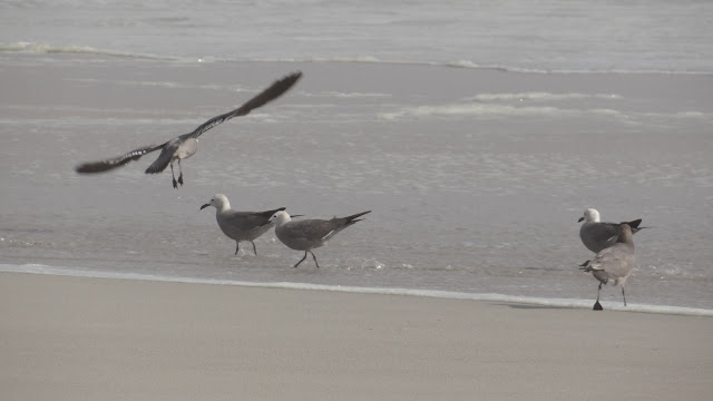 Grijze meeuw op Playa Los Amarillos, Chañaral