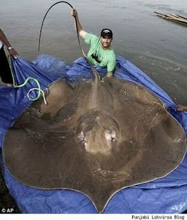 Kumpulan Foto Monster Laut Yang Pernah Tertangkap