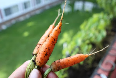 Balcony garden carrots