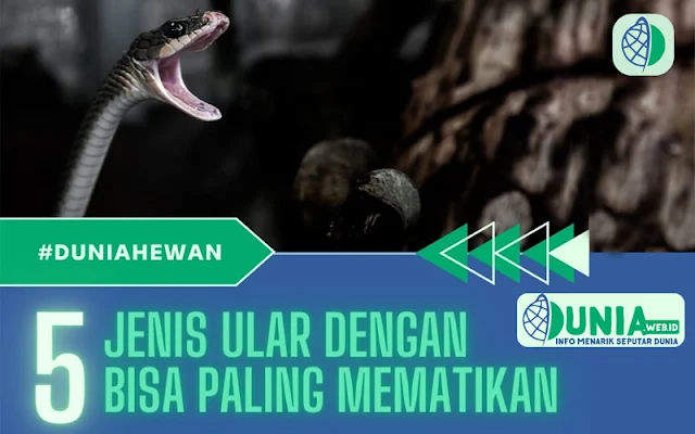 5 Jenis Ular dengan Bisa Paling Mematikan