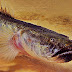 Mengenal Ikan Prehistoric Dragon Goby