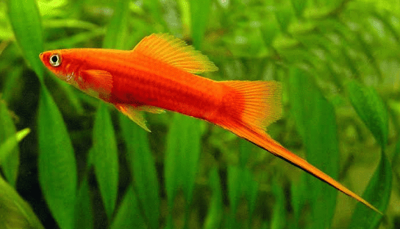 Ikan Pedang Red Velvet