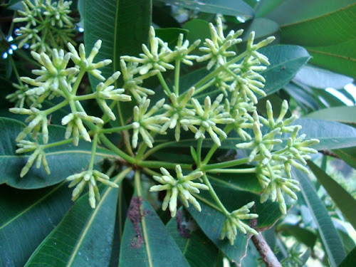 Palmira Alstonia, Milkwood