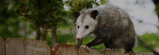 Possum Removal Point Cook