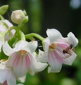 Dogbane