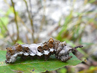 Chenille du Mimique ou Vice-roi - Limenitis archippus - Basilarchia (Limenitis) archippus