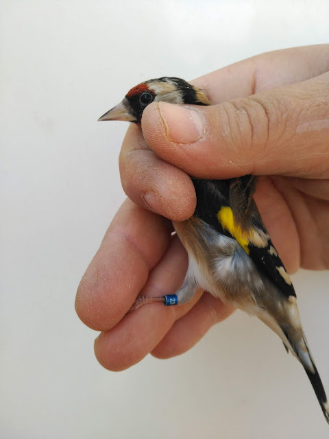 Aviario en Albox -Almería macho