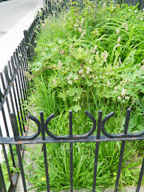 Leslieville Toronto Summer Front Garden Cleanup Before by Paul Jung Gardening Services--a Toronto Gardening Services Company