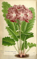  Primula siboldii примула Зибольда 