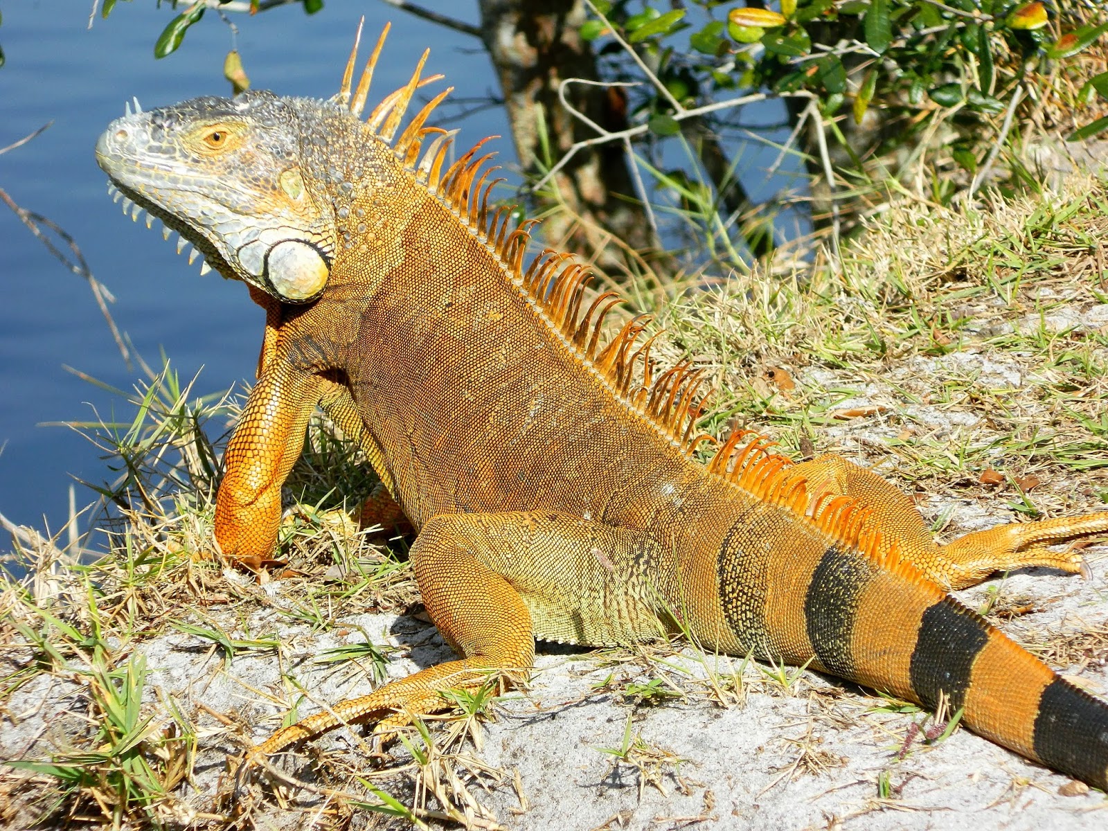 iguana orange