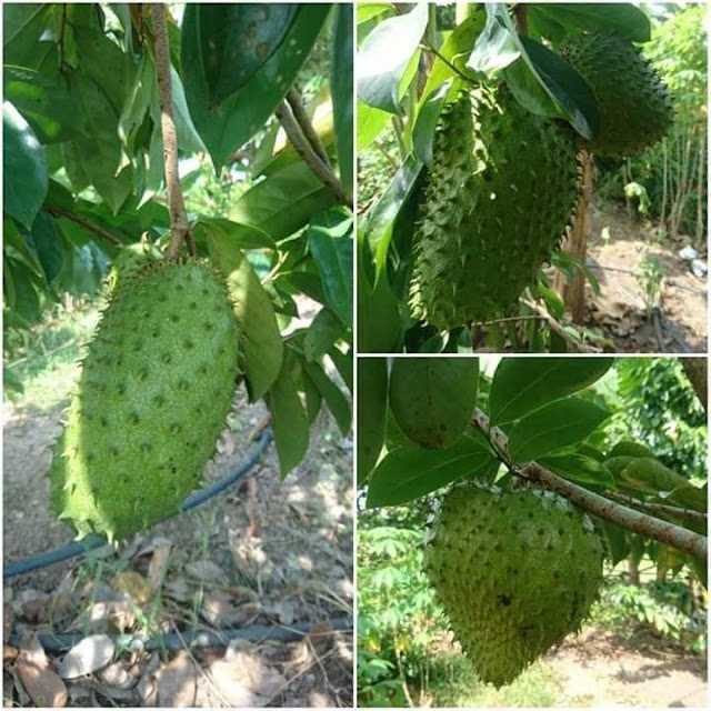 #BMF Pokok durian belanda thailand memang bagus tanam pokok nie kerana khasiat buahnya yang anti kanser khususnya untuk wanita.