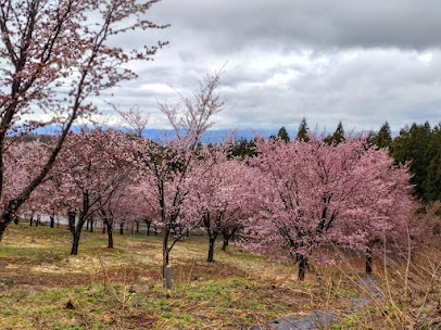 桜峠の桜