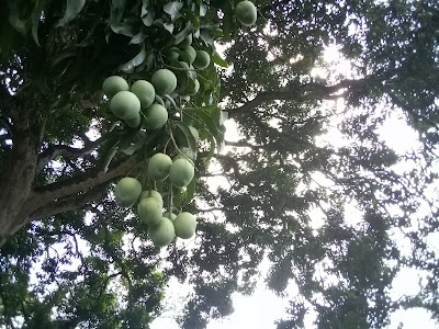 Unripe mangoes on a tree