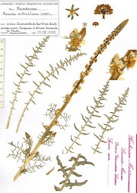 Lámina del herbario LAURENTII MINOUX HERBARIUM HISPANICUM. Reseda suffruticosa LOEFL. El ejemplar fue recogido el día de Pascuas de 1979, en la zona del antiguo Convento de las Nieves, cerca del pueblo de Yunquera (provincia de Málaga), (es traducción del original). Fuente: Dr. Laurent Minoux, http://www.minouxia.fr/Minouxia-HERBAR-HISP/