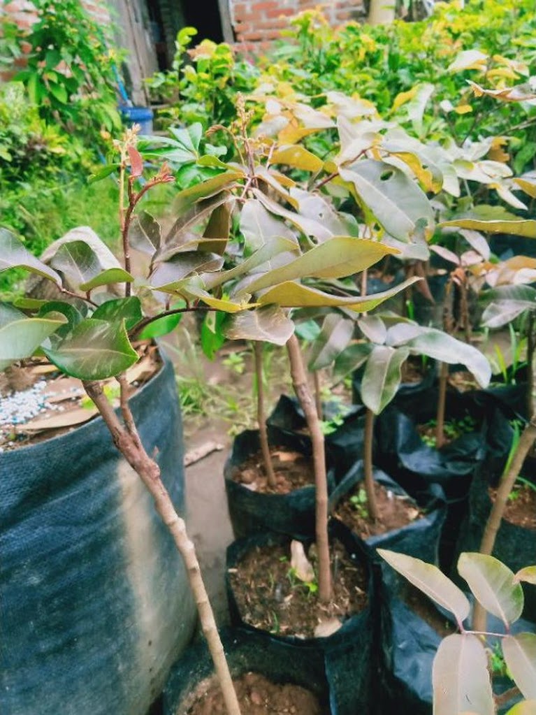 Kelengkeng Merah Daun Rimbun Jawa Barat