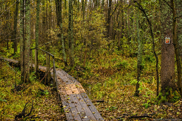 Деревянный мостик через ручей в лесу