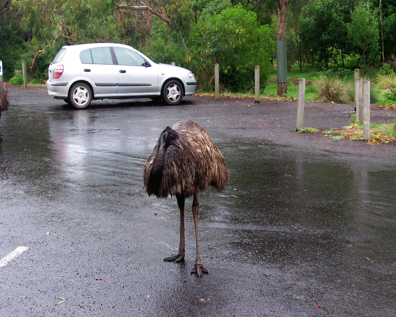 emu emu pics and emu wallpapers emu emu pics and