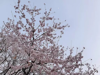 Cherry blossom 1