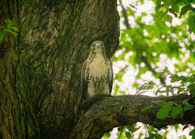 Tompkins Square red-tailed hawk fledgling