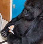 Gorilla nurtures kitten