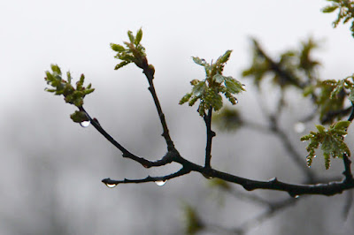 picture of twigs with emerging leaves and raindrops