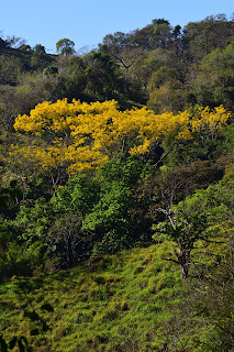 Yellow Flowering Trees, Costa Rica