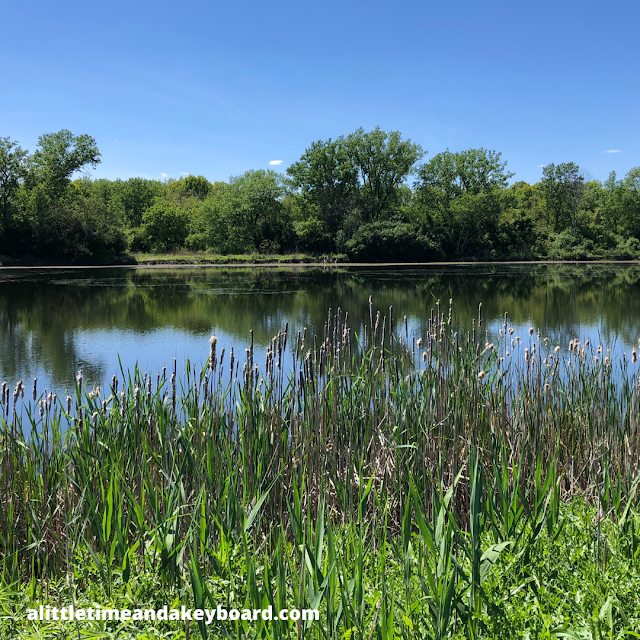 Admiring wetlands at Mallard Lake Forest Preserve.