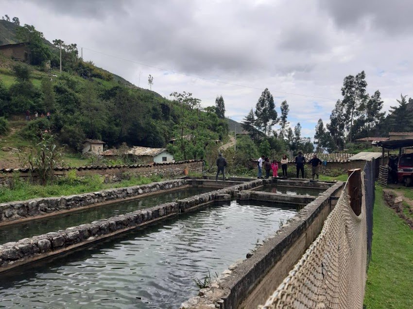 Criadero de truchas en Huayunga- Cajabamba