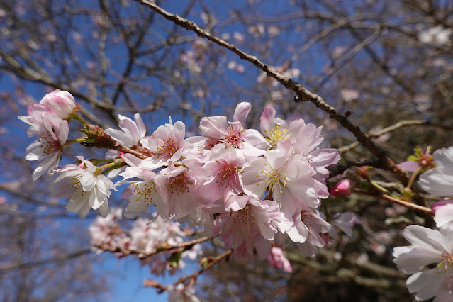 鳥取県西伯郡南部町鶴田　とっとり花回廊　秋の桜の広場　ジュウガツザクラ（十月桜）