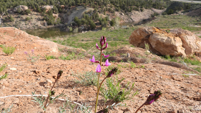 Bullpup Canyon