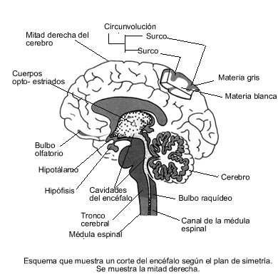 funciones del cerebro humano. cerebro