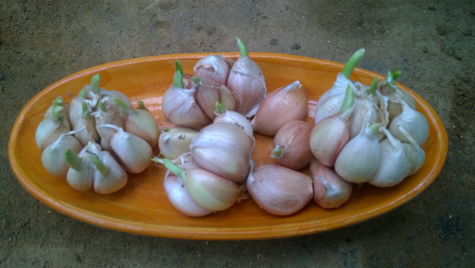 When purchasing garlic, always make sure you choose seeds from good sources and realize that as you will use these seeds through multiple growing seasons and their yields will improve over time.